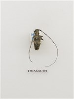 藏品(長角絨毛天牛)的圖片